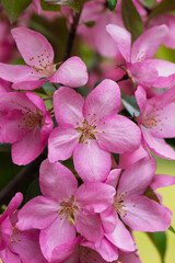 Background of pink apple tree flowers on a branches.