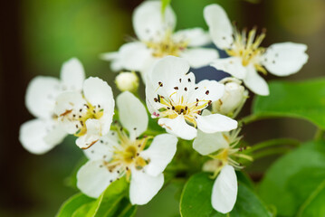 Fototapeta premium White pear tree flowers on a branch in the garden.