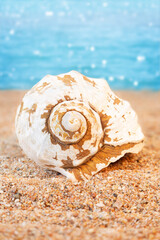 White seashell on sandy beach back sea background. Travel, rest in hot countries. Vertical. Copy space