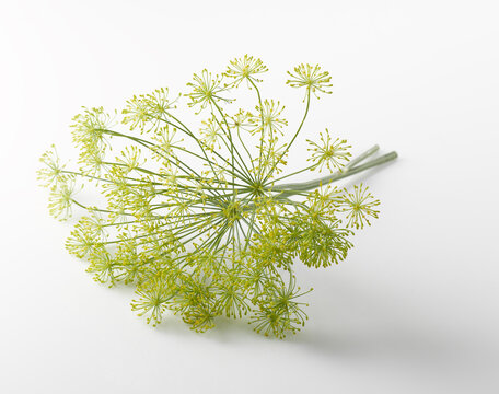 Studio shot of flowering dill (Anethum graveolens)