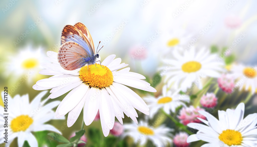 Aufkleber wild flowers of chamomile in a meadow on sunny nature spring background. summer scene with butterfly