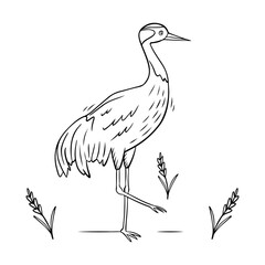 Crane bird in doodle style. Demoiselle crane black linear sketch isolated on white background. Vector illustration