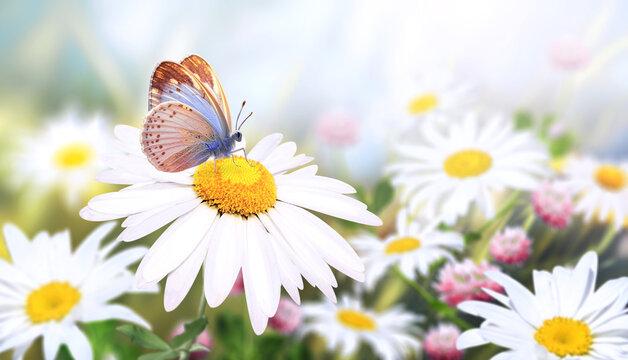 Wild flowers of chamomile in a meadow on sunny nature spring background. Summer scene with butterfly and camomile flower in rays of sunlight. Close-up or macro