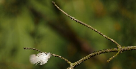 in front of an extremely blurred background, a leafless small branch, partly also in the blurred area, sticks a small white bird feather, the sharp area is this part of the picture, lot of copy space