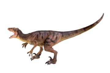 Gordijnen dinosaur , Velociraptor  isolated background © meen_na