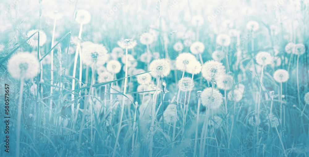 Poster light summer spring pastel nature background with lots of dandelions in a pastel blue meadow with so
