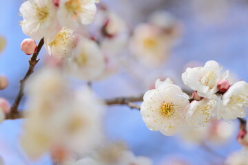 Fototapeta premium 八重咲きの白梅のクローズアップ