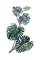Trendy Summer isolated Tropical Leaves of monstera. Watercolor painting