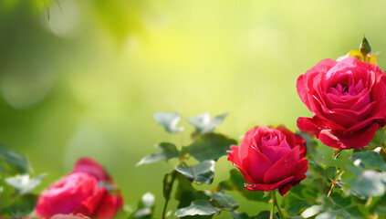 Beautiful floral natural background with red roses in garden an outdoor with beautiful bokeh and free space for text.