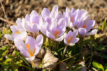 Handsome tiny crocus flowers in a little park in Oberaegeri in Switzerland