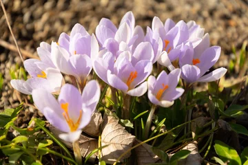 Fotobehang Krokus Handsome tiny crocus flowers in a little park in Oberaegeri in Switzerland  © Robert