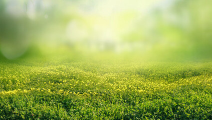 Fototapeta na wymiar Spring summer natural background. Juicy young green grass and wild yellow flowers on the lawn outdoors in morning.