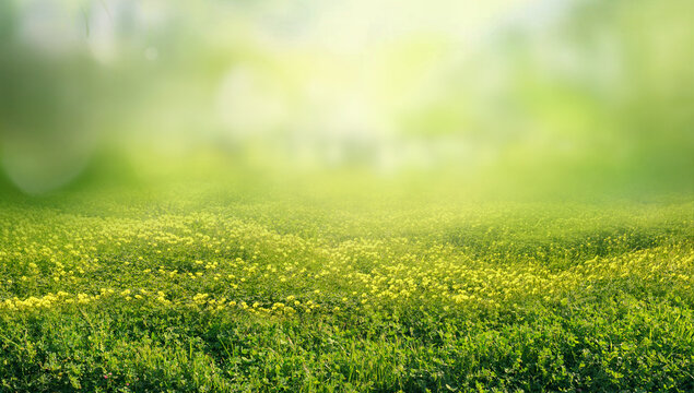 Spring summer natural background. Juicy young green grass and wild yellow flowers on the lawn outdoors in morning.