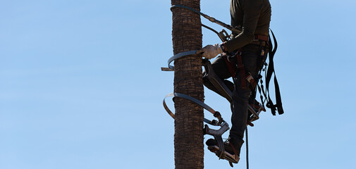 Man working at the top of a palm tree. Worker who pruning palm trees in harness trims. Cleaning and cutting palm trees. Dangerous job