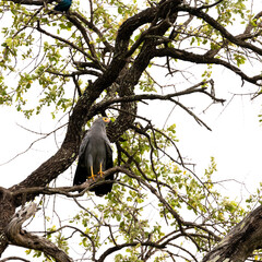 an African harrier hawk in a tree