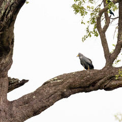 an African harrier hawk in a tree