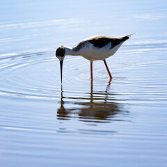 a black-winged stilt with reflection on the water