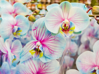 Blue Orchid Flowers Background .Close up © boryanam