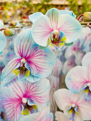 Blue Orchid Flowers Background .Close up