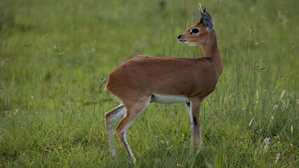 a steenbuck ram in green grass