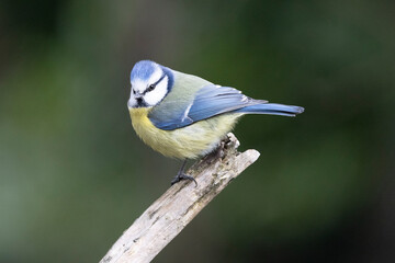 Blaumeise (Cyanistes caeruleu)