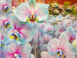 Blue Orchid Flowers Background .Close up