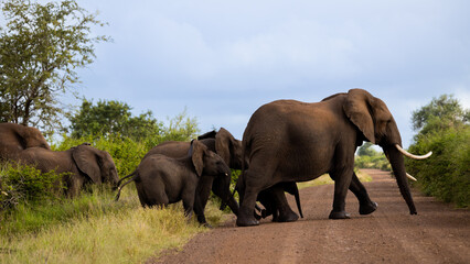 Fototapeta na wymiar a breeding herd of African elephants crossing the gravel road