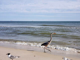 Great Blue Heron and other seabirds on the beach