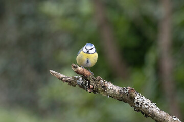 Blaumeise (Cyanistes caeruleu)