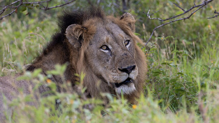 a mature male lion in the wild