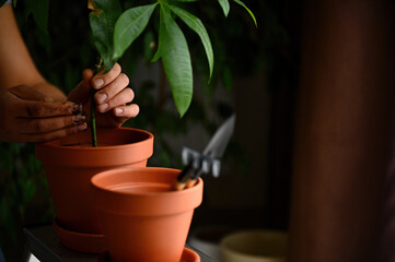 Selective focus on soiled hands of a female gardener horticulturist, plating houseplant into a clay pot. Gardening. Horticulture