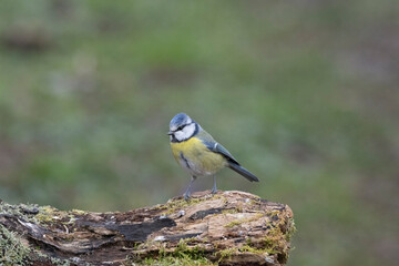 Blaumeise (Cyanistes caeruleu)