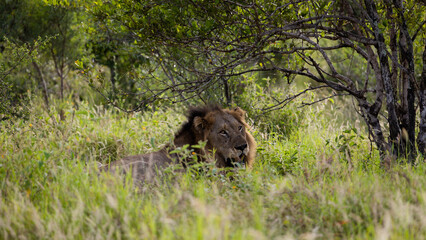 a mature male lion in the wild