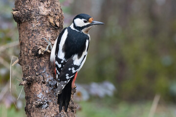 Buntspecht (Dendrocopos major)