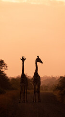 two giraffes standing on the road at sunrise