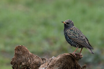 Star (Sturnus vulgaris)