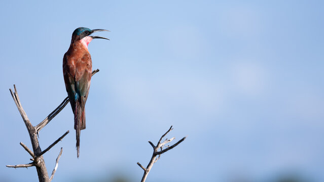 a carmine bee-eater perched in a tree