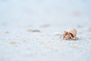 Small hermit crab on sandy beach background with cute bright colors. Copy space.