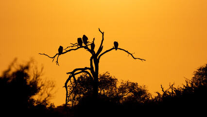 vulture silhouettes in a dead tree at sunrise