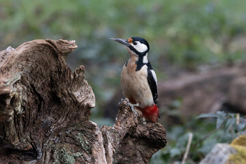 Buntspecht&nbsp;(Dendrocopos major)