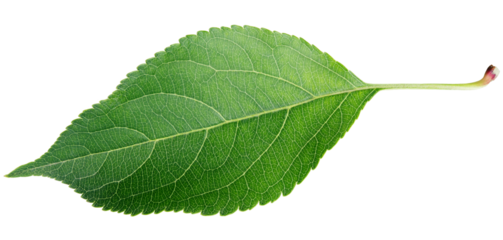 Green apple leaf isolated on transparent background