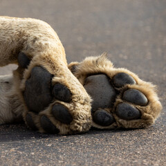 a close up of a male lion's paws