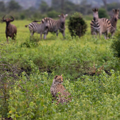 a herd of zebras watching a cheetah mom and cub