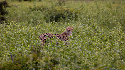 Fototapeta na wymiar a young cheetah cub in the wild
