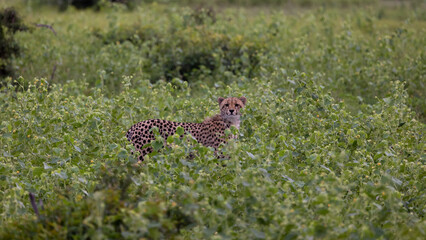 a young cheetah cub in the wild
