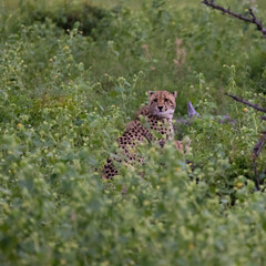 a young cheetah cub in the wild