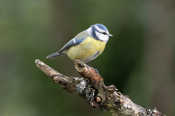 Blaumeise (Cyanistes caeruleu)