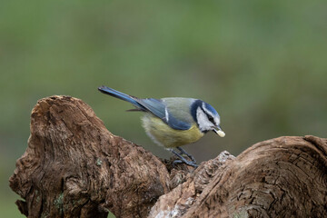 Blaumeise (Cyanistes caeruleu)