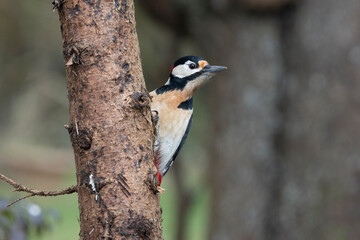 Buntspecht (Dendrocopos major)