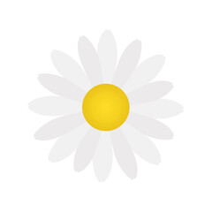 White daisy flower element cut out